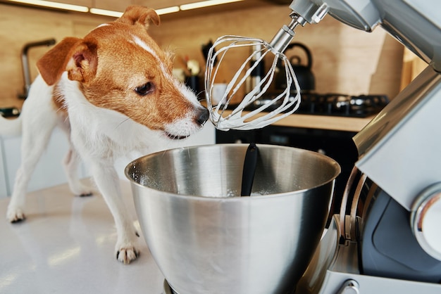 犬をなめる電気キッチンミキサー泡立て器