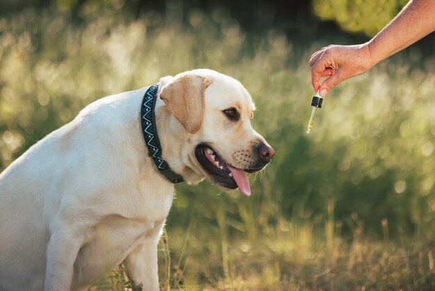 自然の中を散歩している犬がCBDオイルを注ぐドロッパーを舐めている