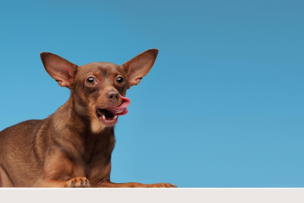 Photo dog licking on pure blue background