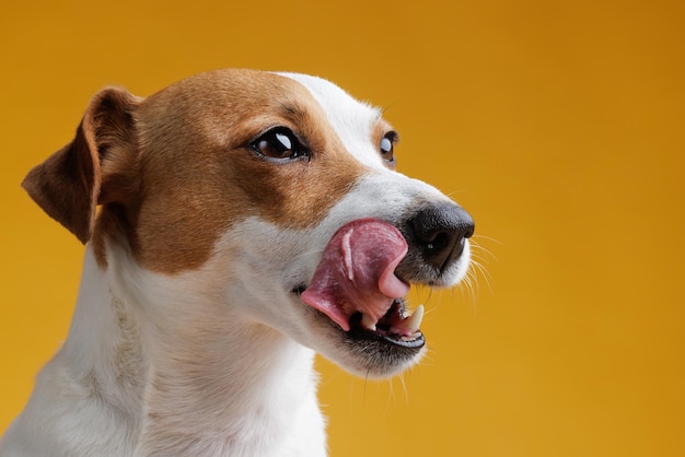 Dog licking on pure blue background