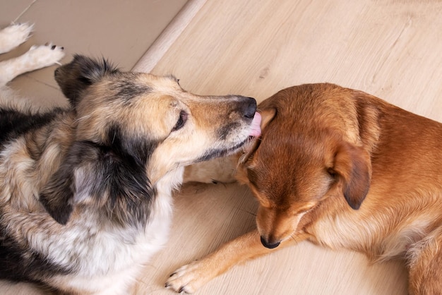 A dog licks another dog's ear closeup