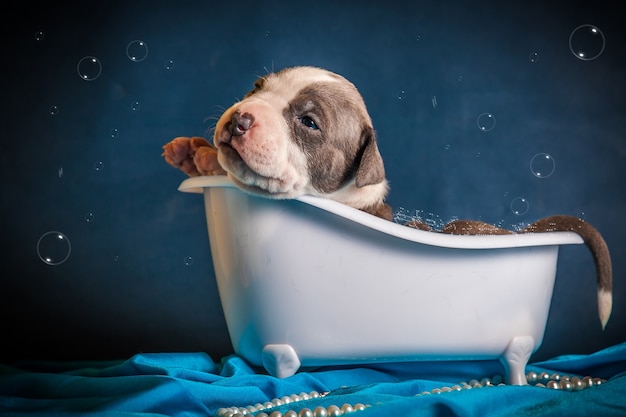 개는 거품이 있는 욕조에 누워 있습니다. 고품질 사진