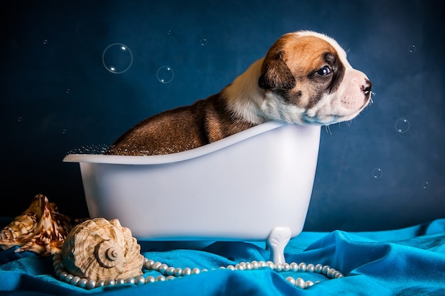 The dog lies in the bathtub with bubbles. High quality photo