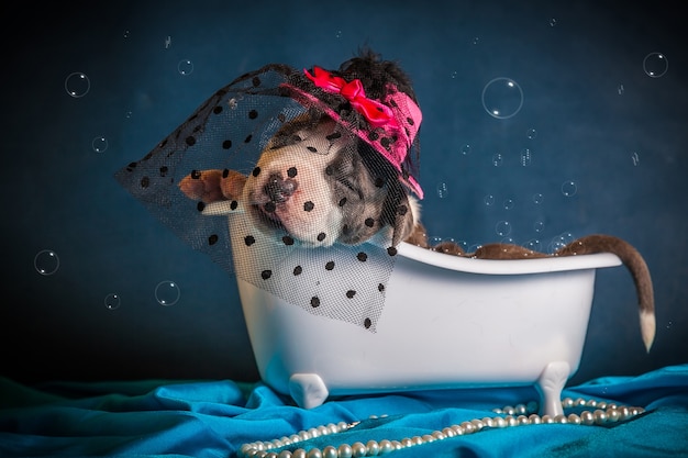 The dog lies in the bathtub with bubbles. high quality photo