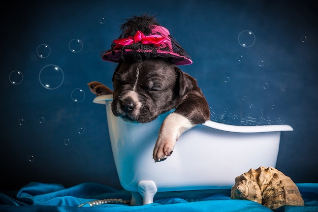 The dog lies in the bathtub with bubbles. High quality photo