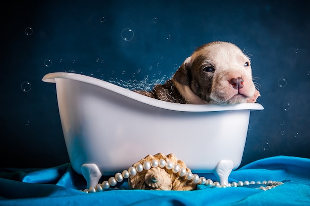 The dog lies in the bathtub with bubbles. High quality photo