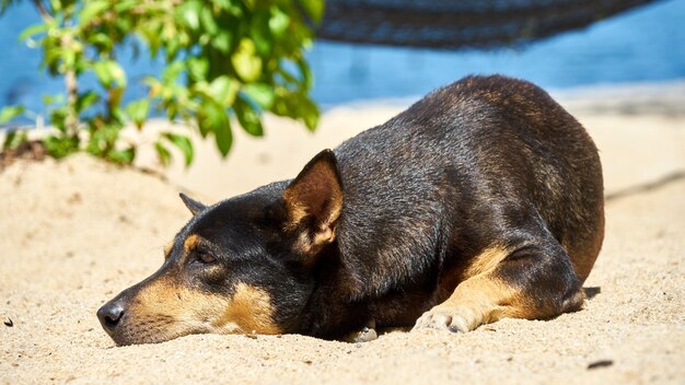 犬は日没時にビーチに横たわっています。サムイ。タイ