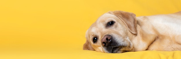 The dog lies comfortably on a yellow background. Banner, copy space.