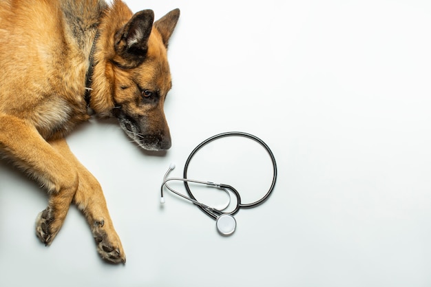 Собака лежит и доктор стетоскоп на светлом фоне. Концепция ветеринарной клиники, приют, ветеринар, помощь животным.