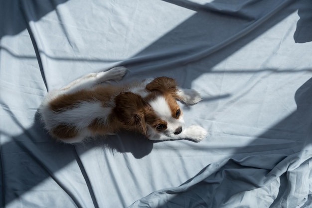 Dog lies in grey bed sleep with pets cute puppy cavalier king
charles spaniel banner. lap dog