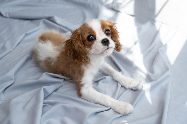 犬は灰色のベッドに横たわっている ペットと一緒に寝る かわいい子犬のキャバリア キング チャールズ スパニエル バナー。ラップ犬