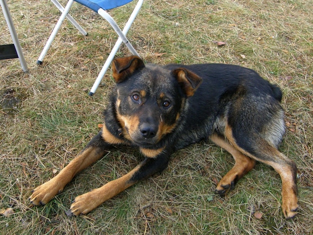 The dog lies on the ground next to a folding chair and looks into the camera