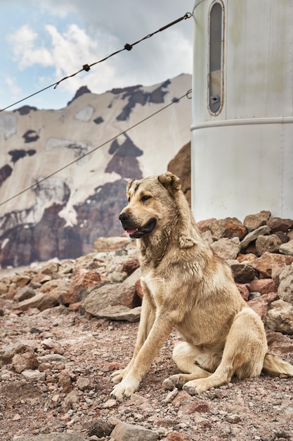 Dog lies near Chapel over Mt Kazbeg base camp Meteostation in Kazbek Georgia Mount kazbek alpinist expedition