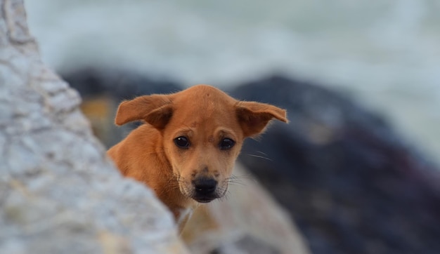 The dog lies on the sand on the beach