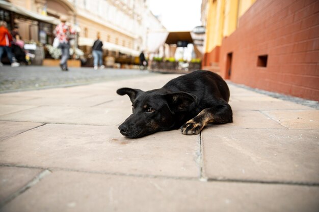 A dog lies on the sidewalk in front of a building.