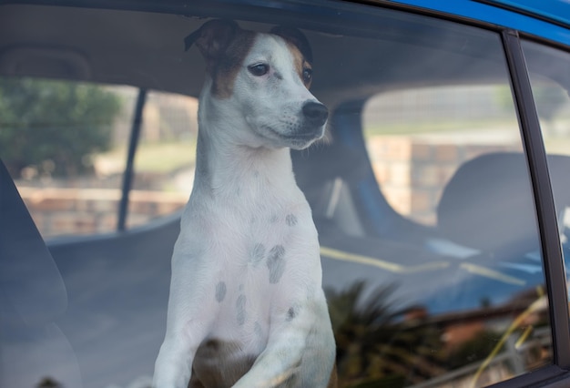 Dog locked inside vehicle with closed windows