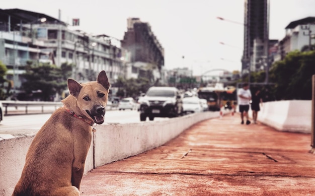 写真 街の建物を見ている犬