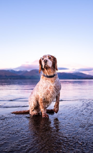 写真 天空を背景に海を見ている犬