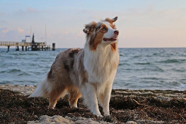 写真 海岸を見ている犬