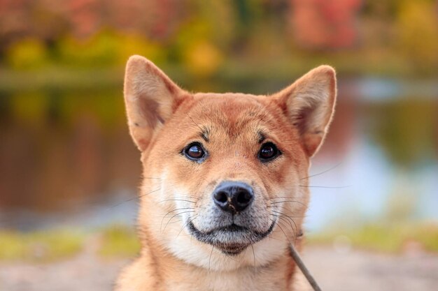 写真 大きな幸せな笑顔でカメラを見ている犬