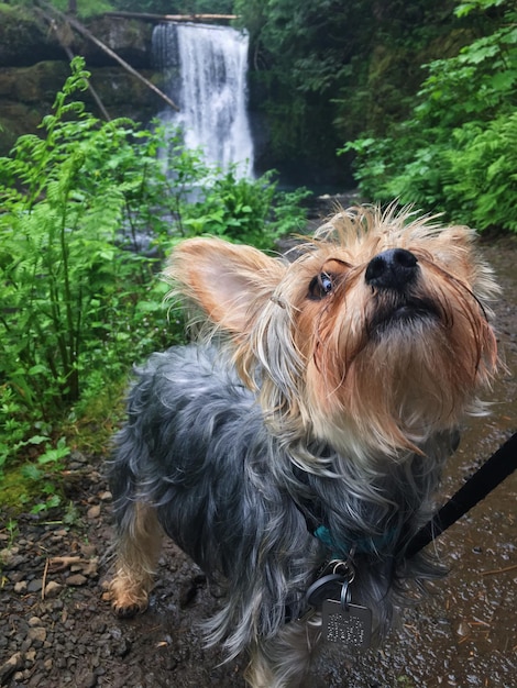 Фото Собака смотрит на водопад