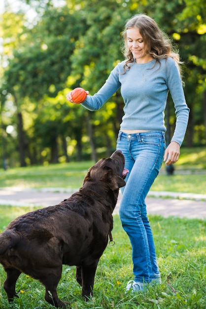 写真 公園に赤いボールを持っている女性を見ている犬