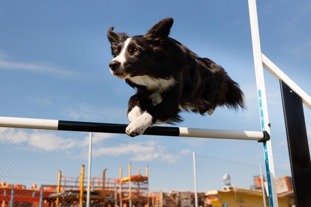 写真 空に向かって遠くを見ている犬