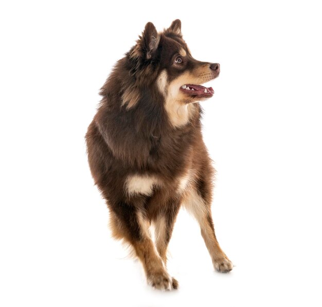 白い背景を向いて見ている犬