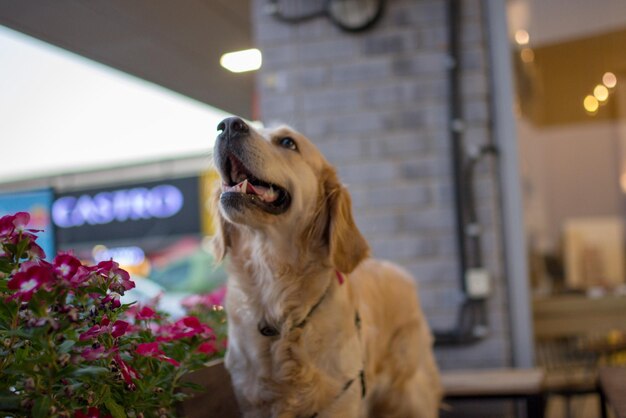 写真 犬が家を眺めている