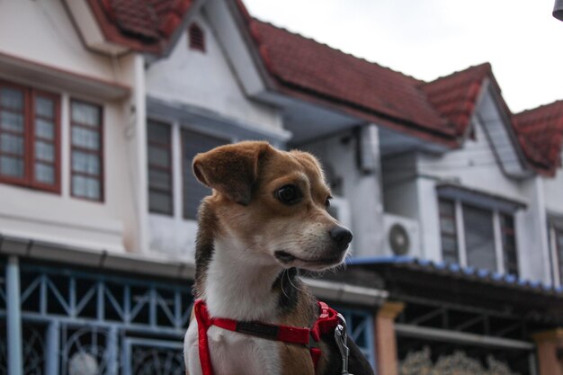 Foto cane che guarda lontano in un edificio