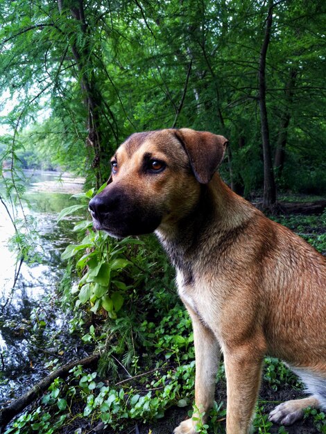 Foto cane che guarda lontano dal lago nella foresta