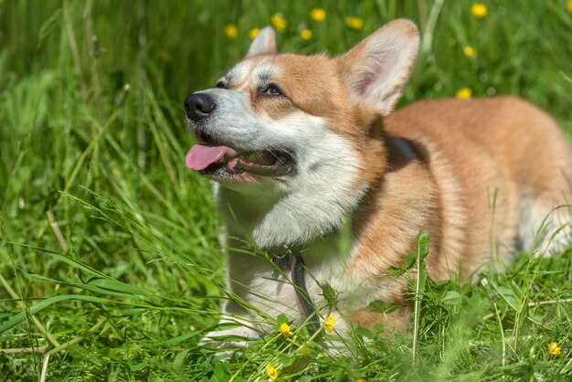 Dog looking away on field