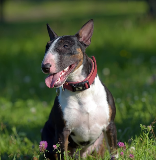 Dog looking away on field