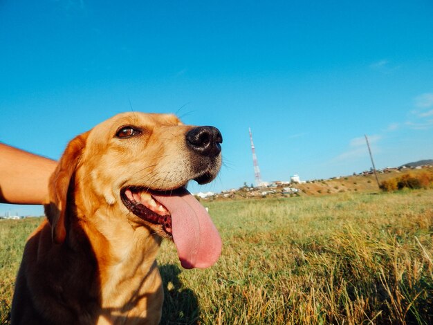 Dog looking away on field