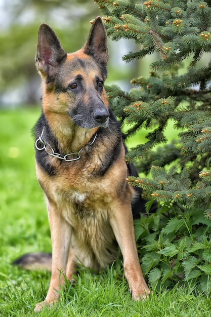 Photo dog looking away in field