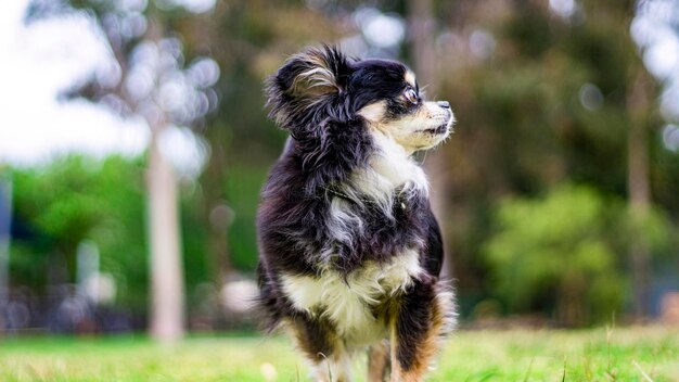 野原を眺めている犬