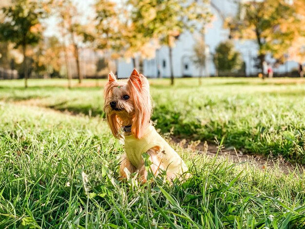 Photo dog looking away on field