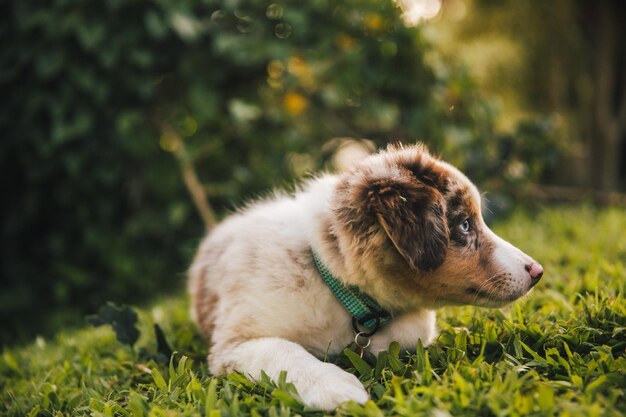 Dog looking away on field