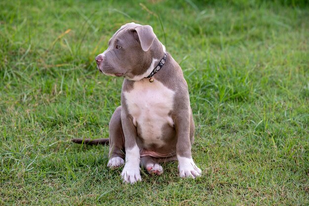 Foto cane che guarda lontano sul campo