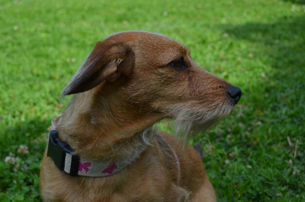 Dog looking away on field