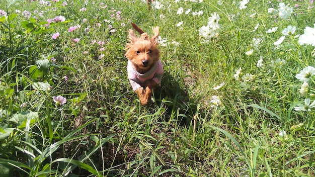 Photo dog looking away on field