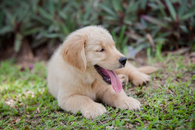 Photo dog looking away on field