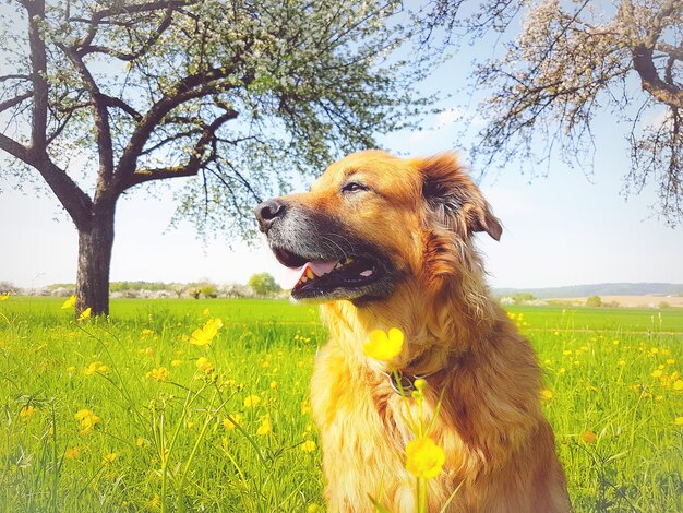 Dog looking away on field