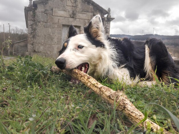 Foto cane che guarda lontano sul campo