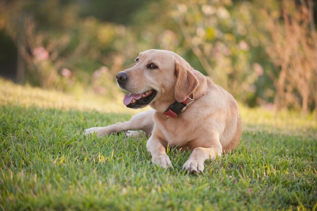 Foto cane che guarda lontano sul campo