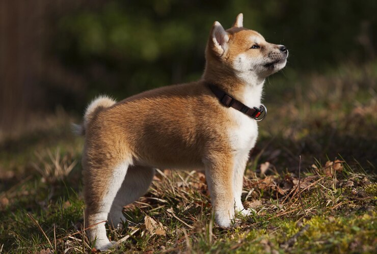 Photo 野原を眺めている犬