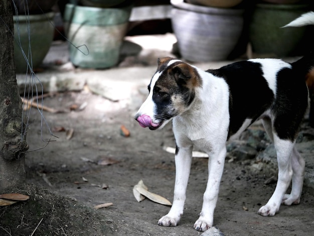 Foto cane che guarda lontano sul campo