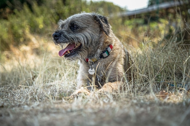 Photo dog looking away on field