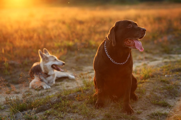 Photo dog looking away on field