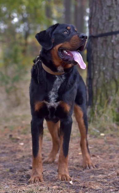 Dog looking away on field